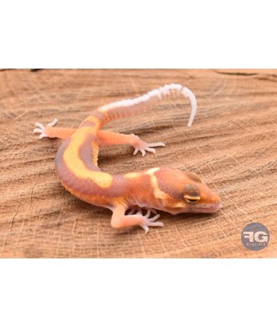 Eublepharis macularis Tangerine Tremper Designer Non sexé