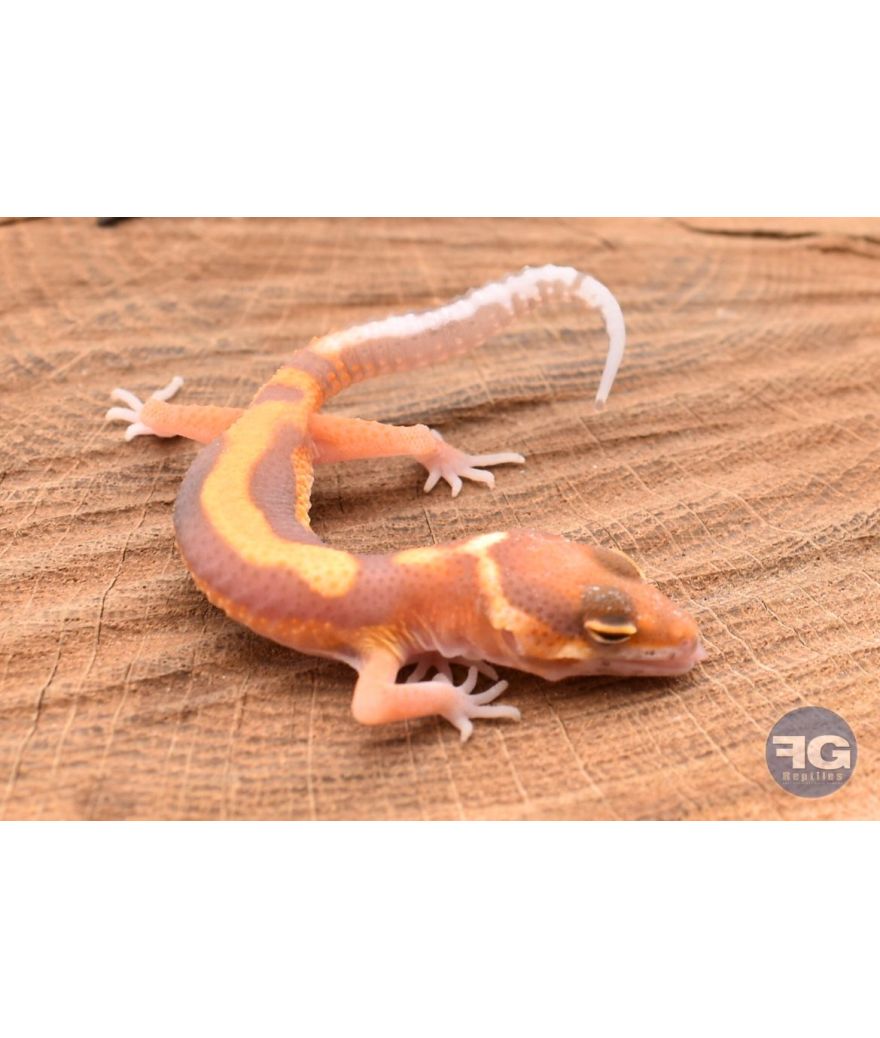 Eublepharis macularis Tangerine Tremper Designer Non sexé