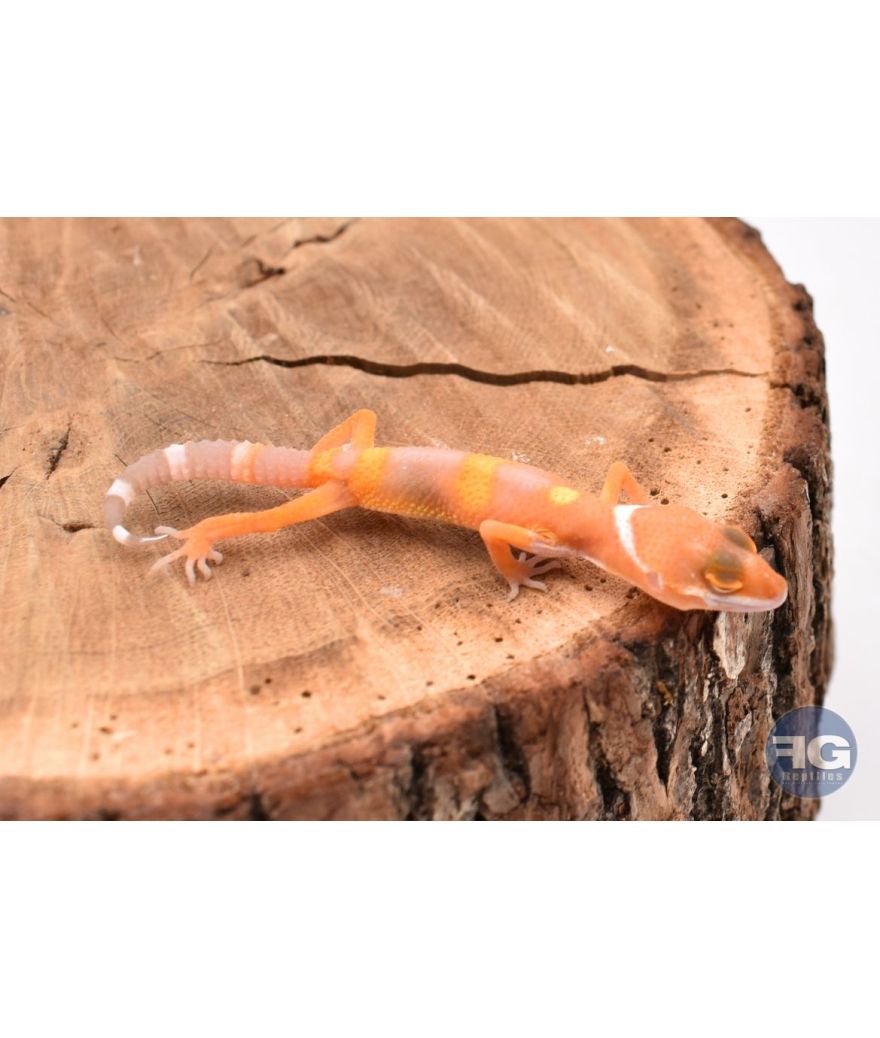 Eublepharis macularis Tremper Tangerine Non sexé
