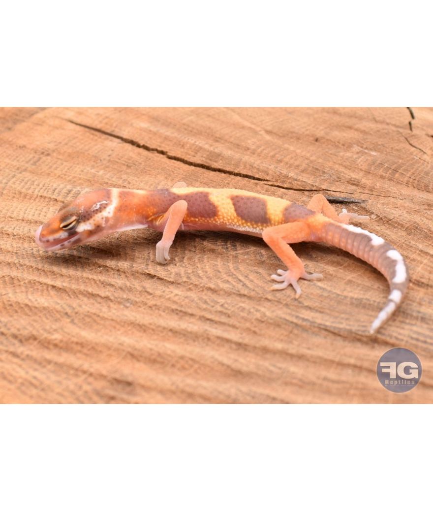 Eublepharis macularis Tremper Tangerine Non sexé