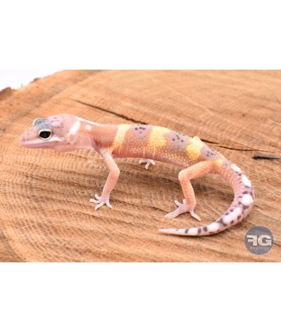 Eublepharis macularis Hypo Non sexé