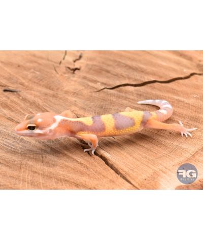 Eublepharis macularis Tangerine Tremper Designer Non sexé