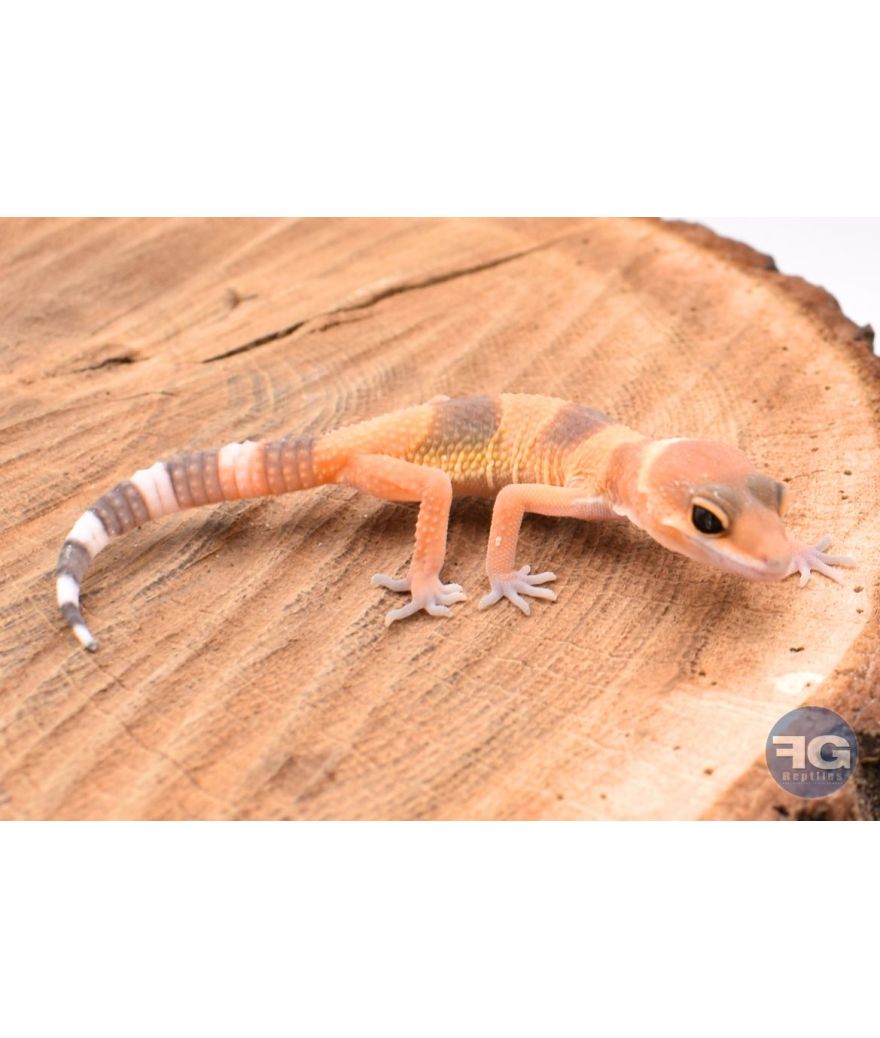 Eublepharis macularis Hypo Tangerine Non sexé