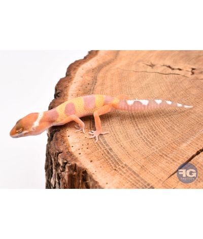 Eublepharis macularis Tremper Non sexé