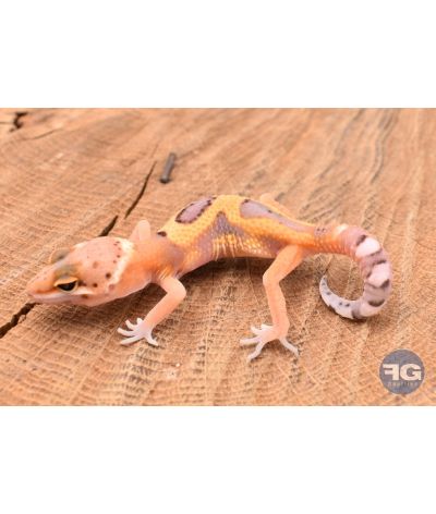 Eublepharis macularis Tangerine Designer Non sexé
