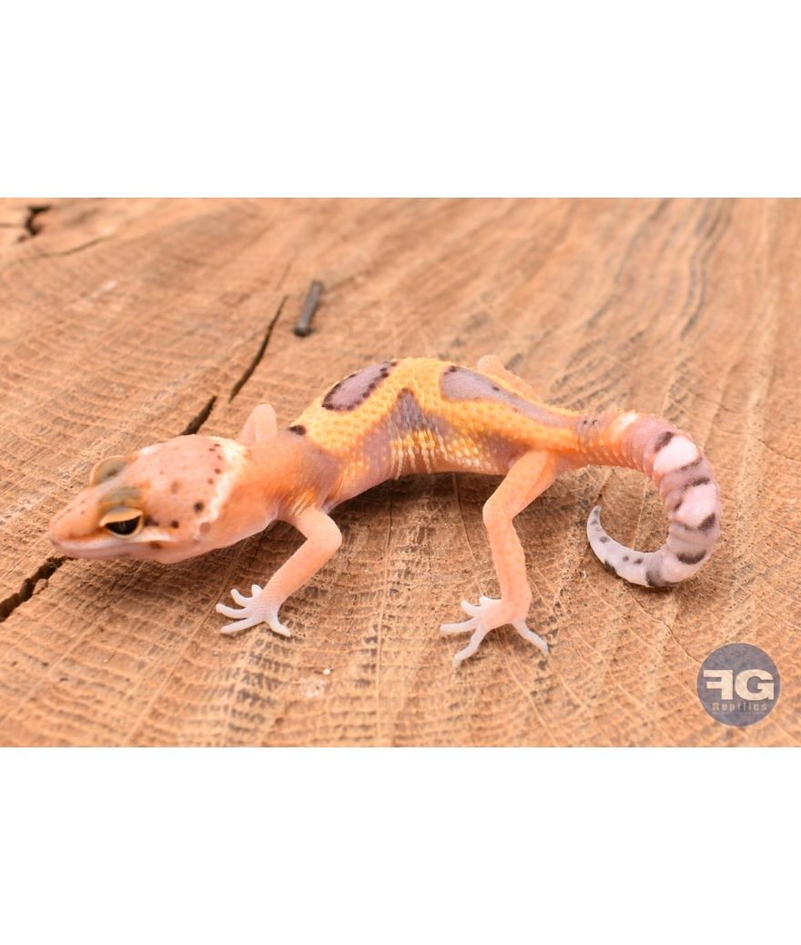 Eublepharis macularis Tangerine Designer Non sexé