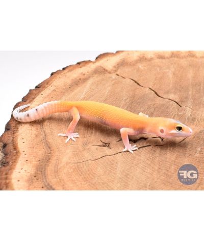 Eublepharis macularis Tangerine Eclipse Non sexé