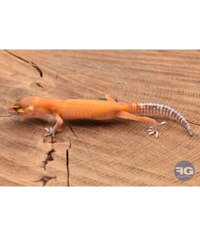Eublepharis macularis Tangerine Designer Non sexé