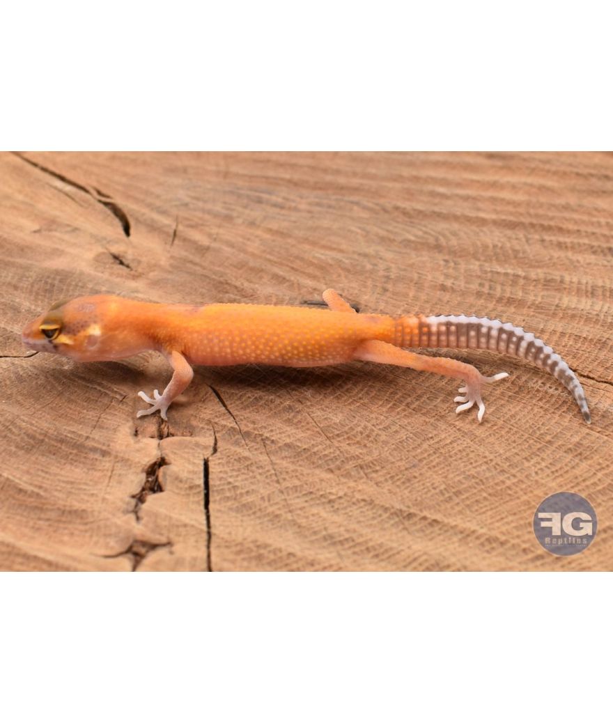 Eublepharis macularis Tangerine Designer Non sexé