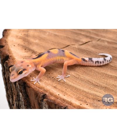 Eublepharis macularis Tangerine Designer Non sexé
