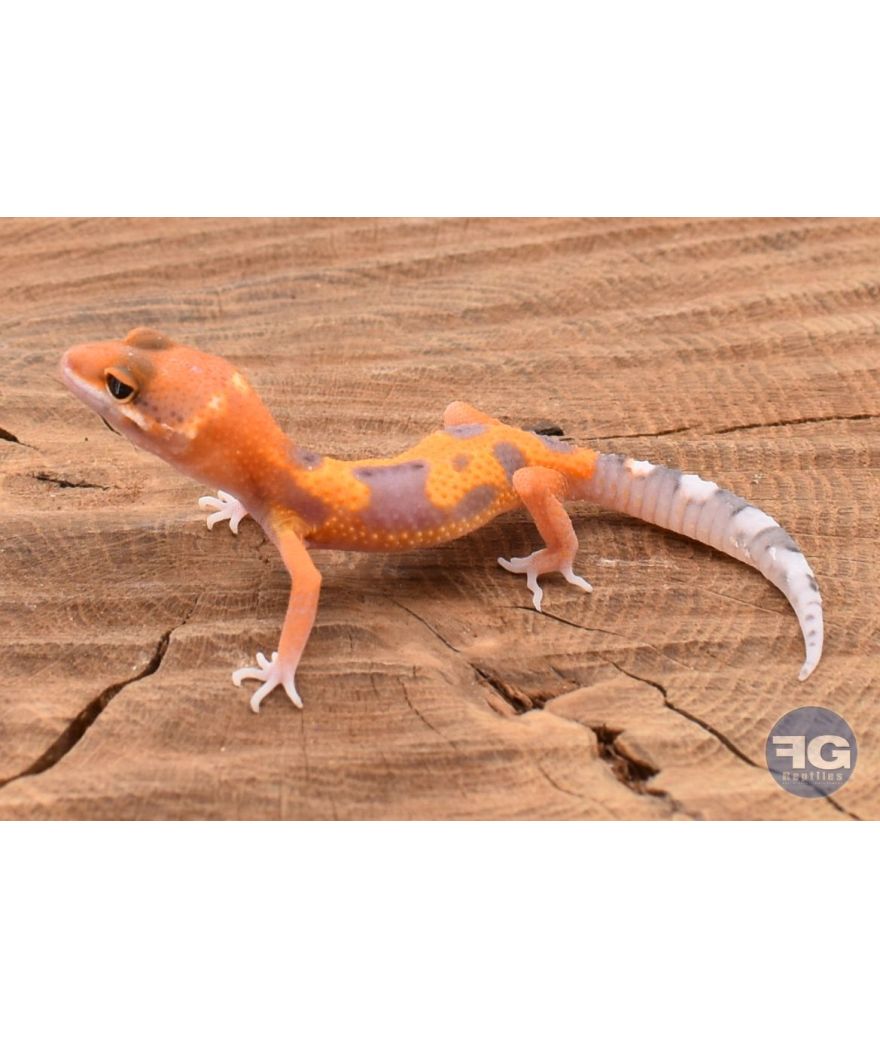 Eublepharis macularis Tangerine Designer Non sexé