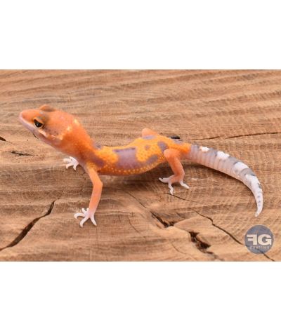Eublepharis macularis Tangerine Designer Non sexé