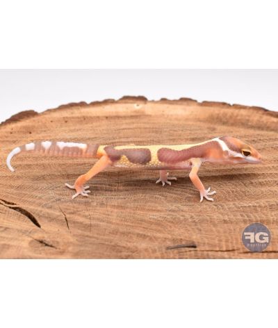Eublepharis macularis Tremper Designer Non sexé