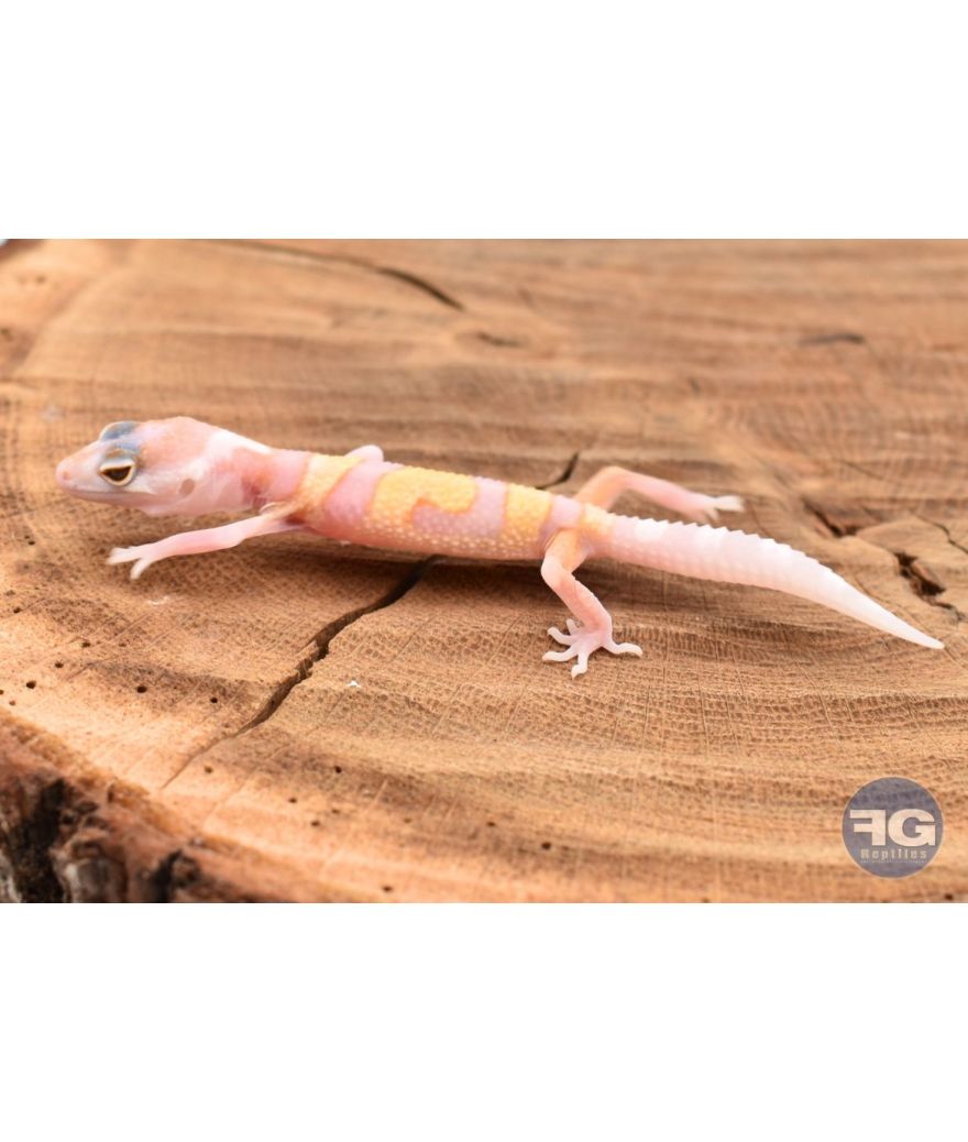 Eublepharis macularis W&Y Mack snow Tremper Non sexé