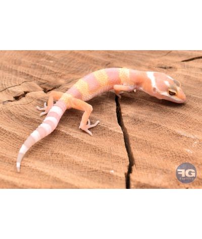Eublepharis macularis Tremper Non sexé
