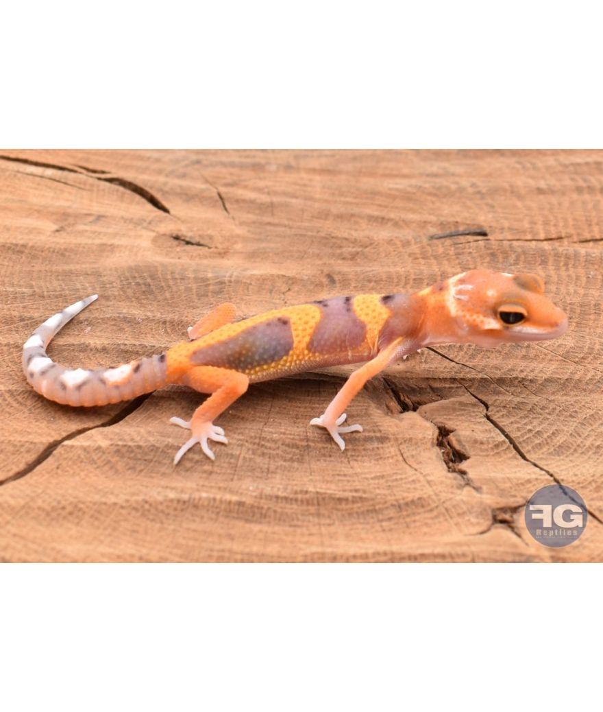 Eublepharis macularis Tangerine Designer Non sexé