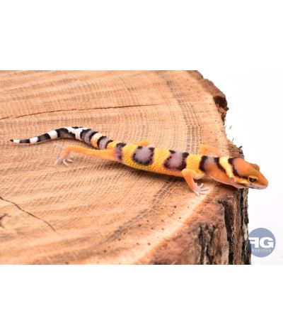 Eublepharis macularis Tangerine Non sexé