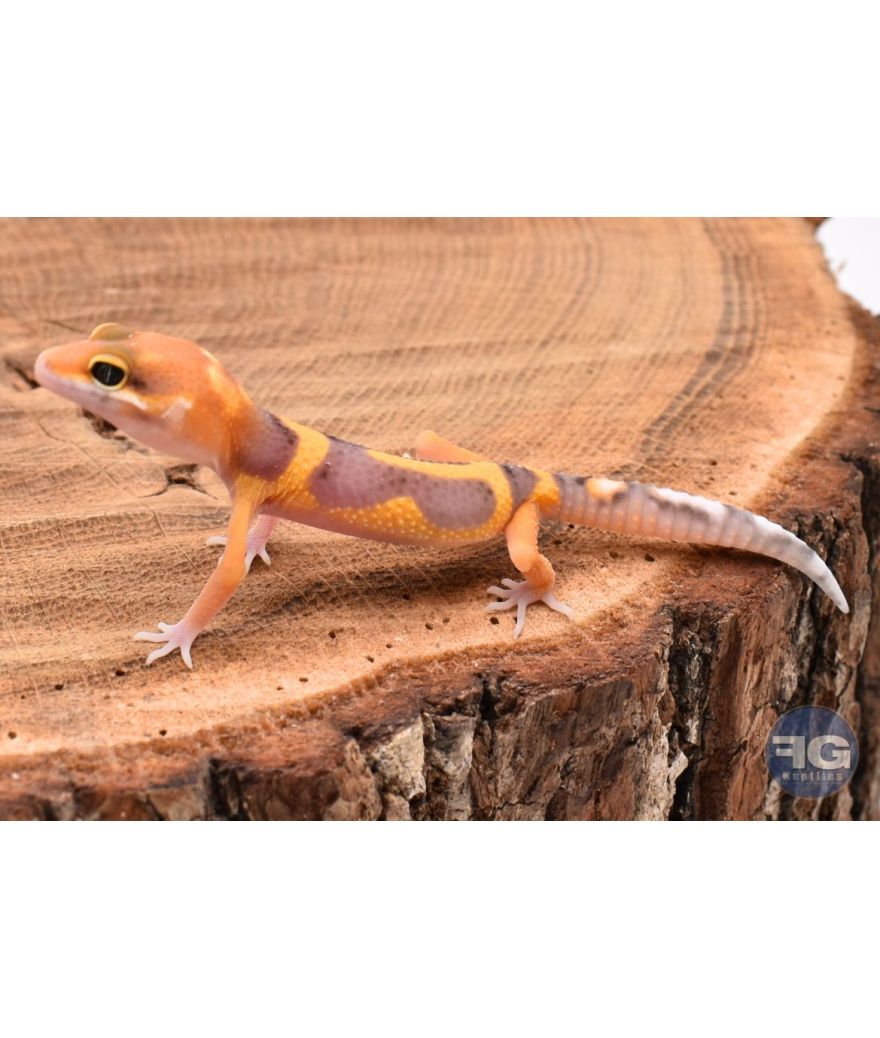 Eublepharis macularis Tangerine Designer Non sexé
