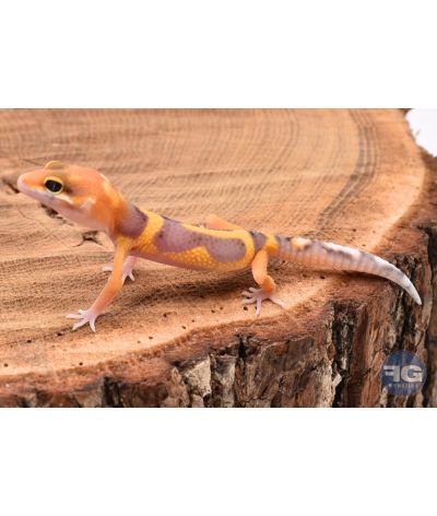 Eublepharis macularis Tangerine Designer Non sexé