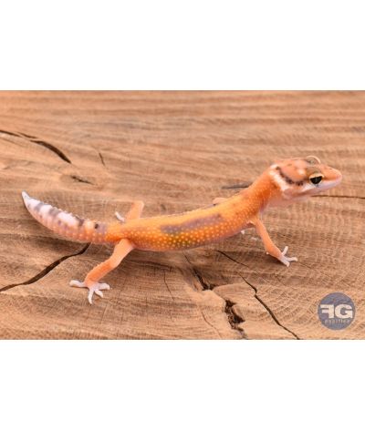 Eublepharis macularis Tangerine Designer Non sexé
