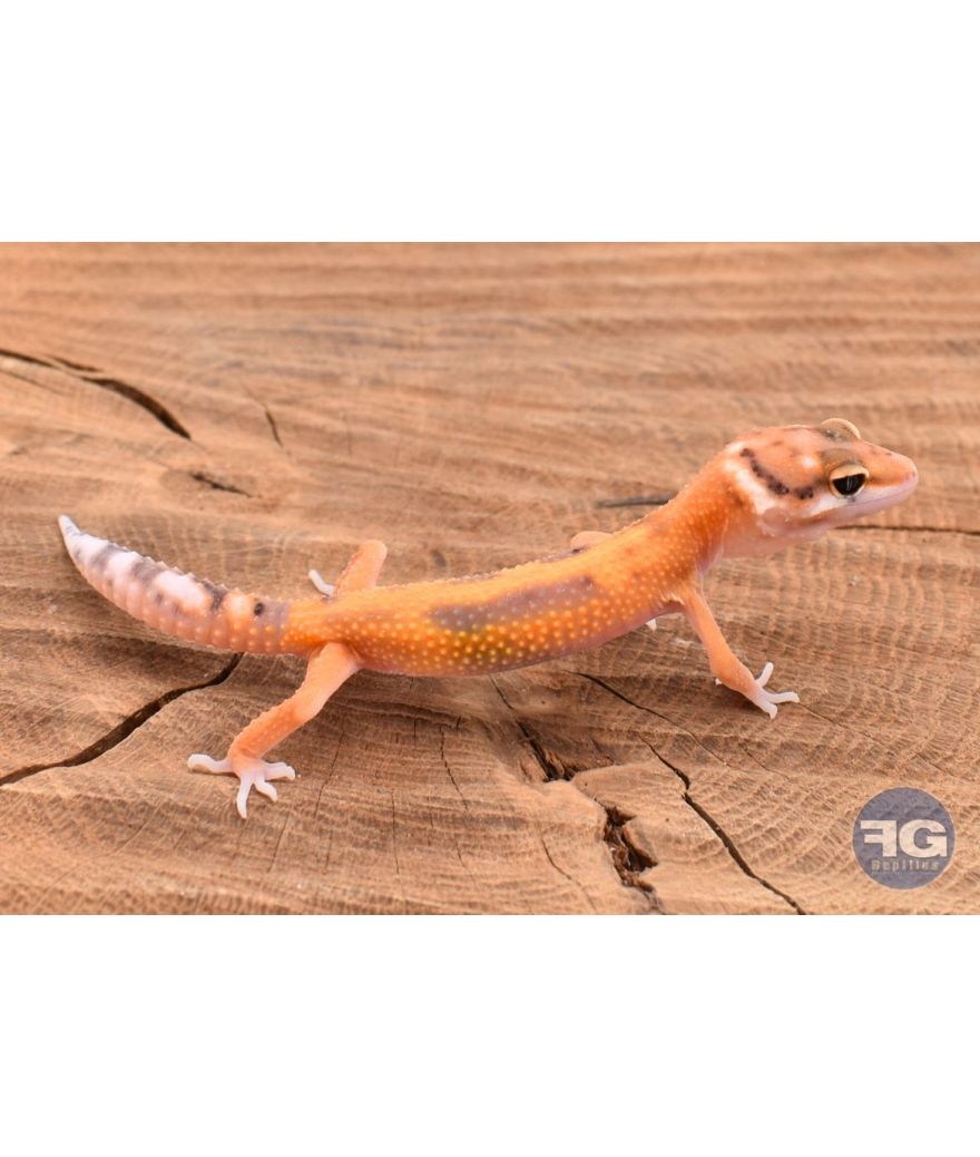 Eublepharis macularis Tangerine Designer Non sexé