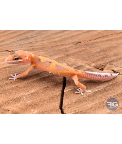 Eublepharis macularis Tangerine Designer Non sexé