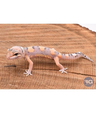 Eublepharis macularis Tangerine Designer Non sexé