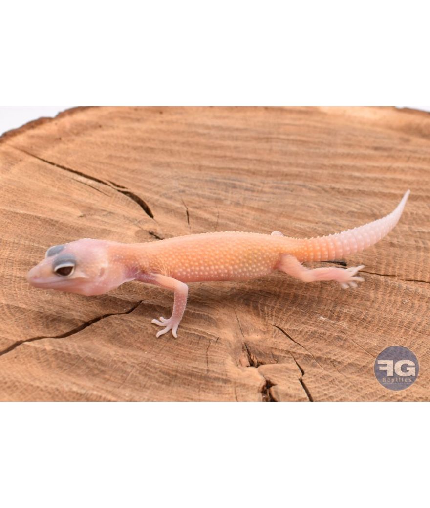 Eublepharis macularis Banana Blizzard Non sexé