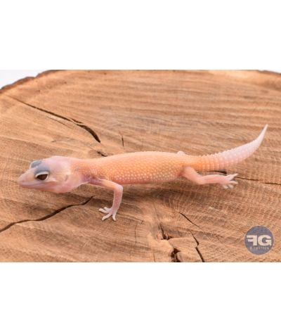 Eublepharis macularis Banana Blizzard Non sexé