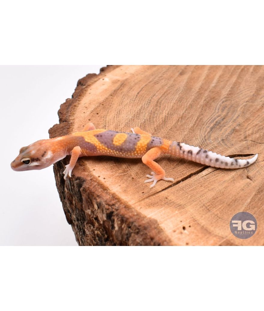 Eublepharis macularis Tangerine Designer Non sexé
