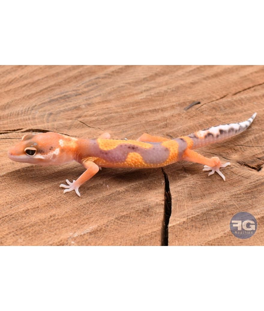 Eublepharis macularis Tangerine Designer Non sexé