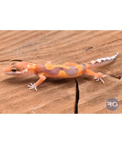 Eublepharis macularis Tangerine Designer Non sexé