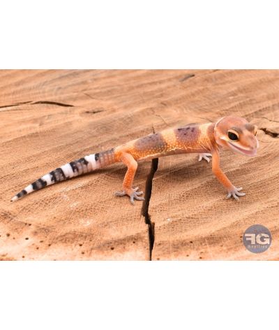 Eublepharis macularis Tangerine Non sexé