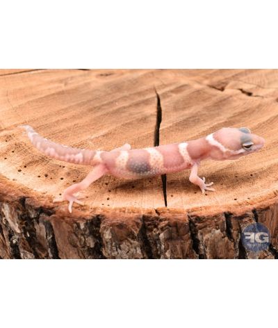 Eublepharis macularis Tremper mack snow Non sexé