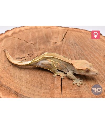 Correlophus cilliatus Empty Back Femelle 2025
