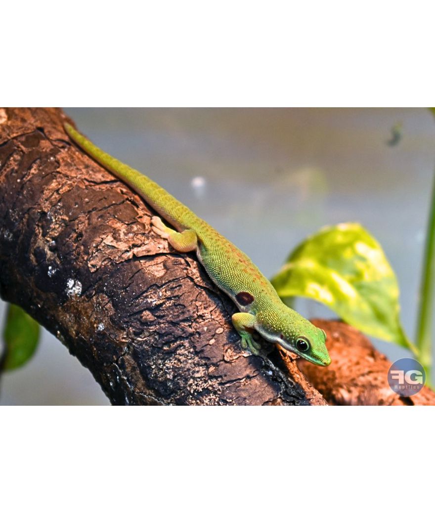 Phelsuma quadriocellata