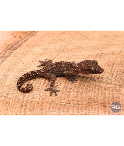 Paroedura vazimba nés en captivité