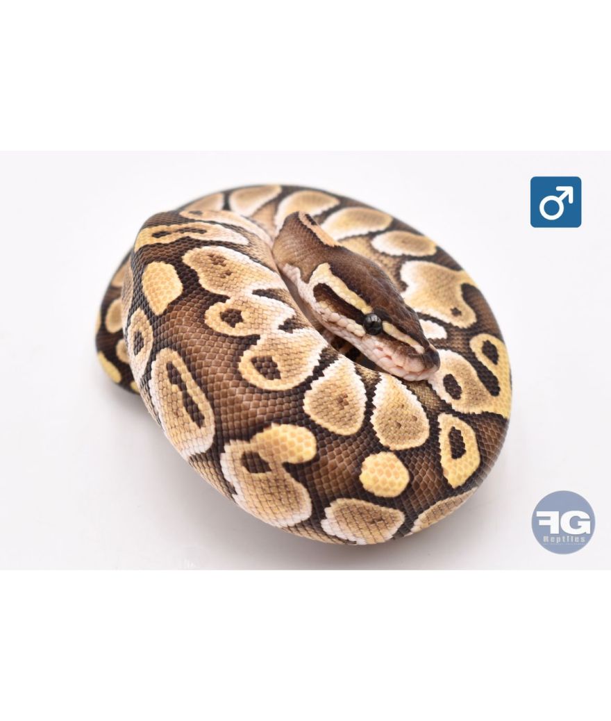 Python royal Butter Mâle