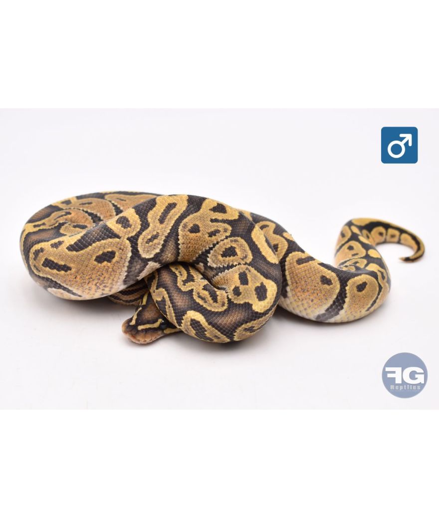 Python royal Hypo Mâle