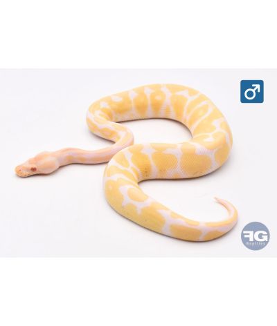 Python royal Albinos Mâle