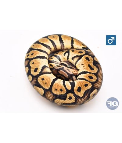 Python royal Pastel Mâle