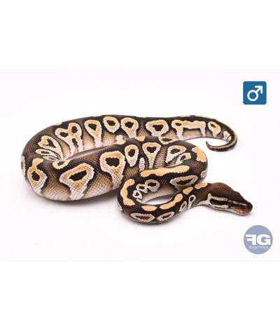 Python royal Mojave Mâle