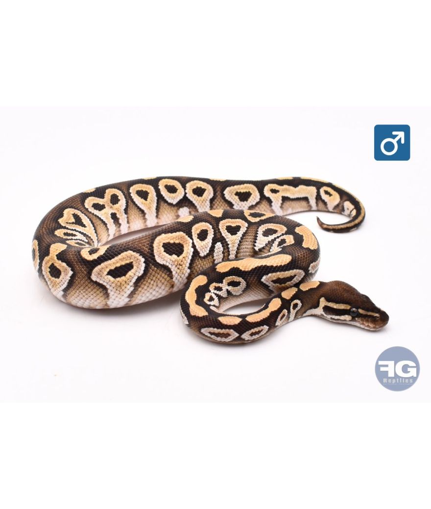 Python royal Mojave Mâle
