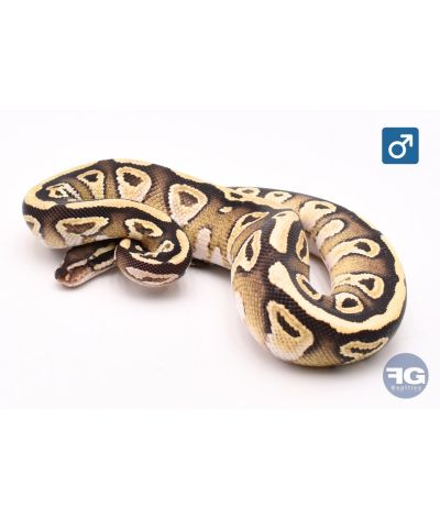 Python royal Fire Mojave Mâle
