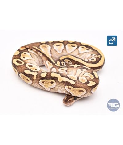Python royal Butter Mâle