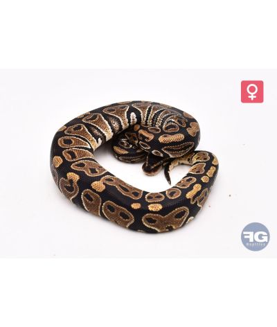 Python royal Classique Femelle