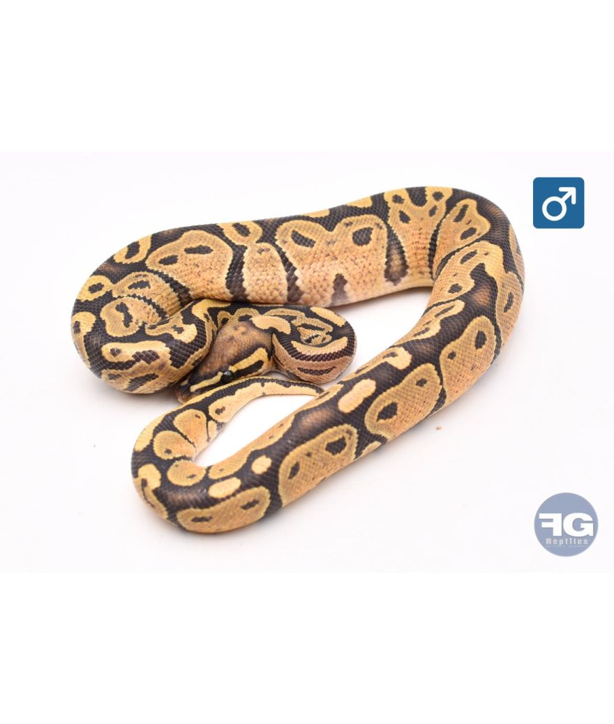 Python royal Hypo Mâle