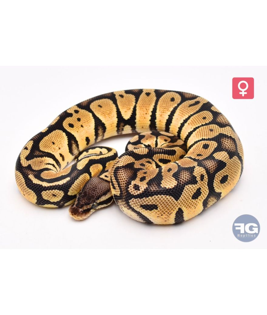Python royal Pastel Femelle