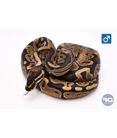 Python royal Classique Mâle