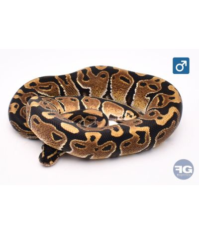 Python royal Classique Mâle